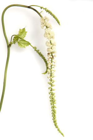 clover-flowers-hot-flushes-treatment-and-medication